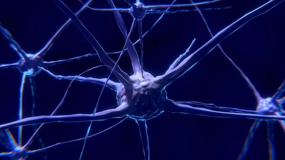 La razón de ser de las neuronas