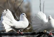 Una paloma, la paloma de guardia