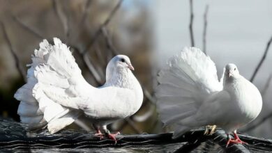 Una paloma, la paloma de guardia