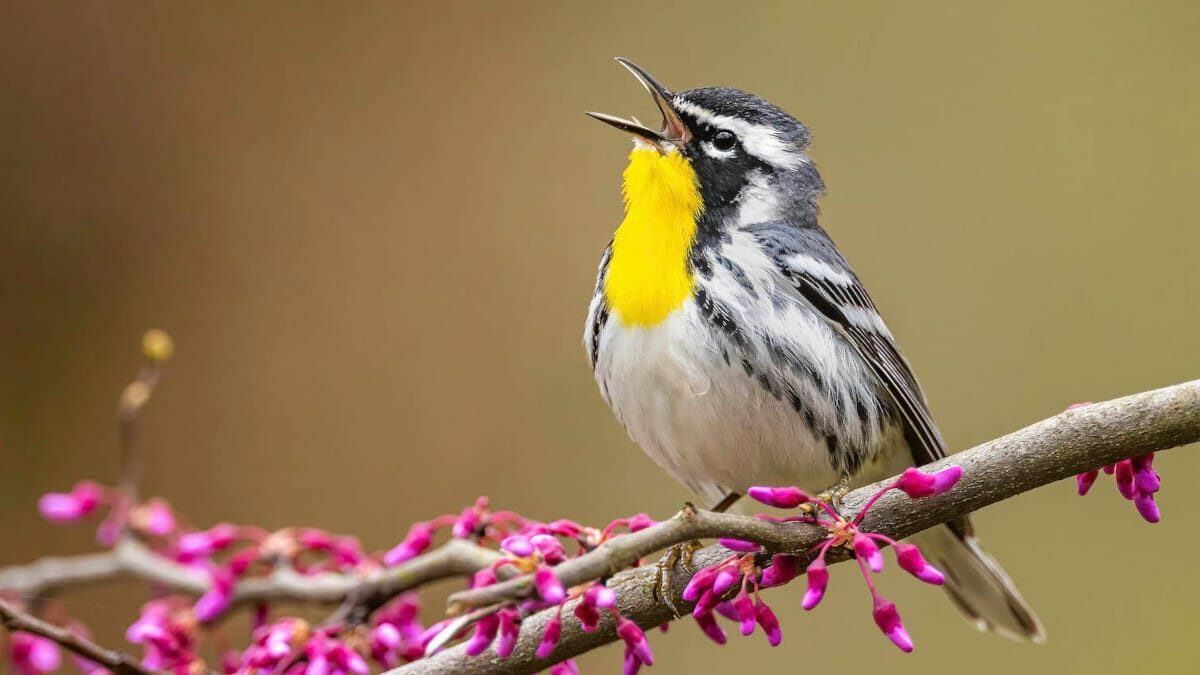 Identifica las aves que ves o escuchas con Merlin Bird ID