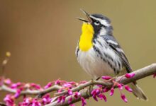 Identifica las aves que ves o escuchas con Merlin Bird ID