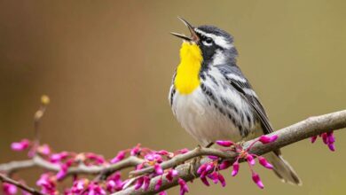 Identifica las aves que ves o escuchas con Merlin Bird ID