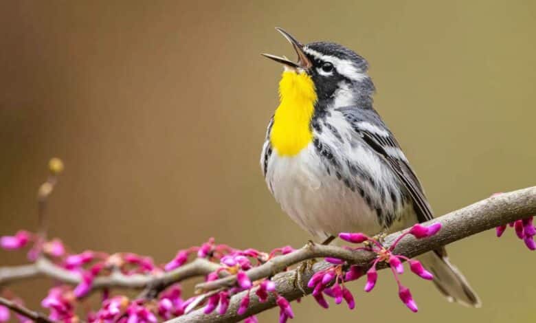 Identifica las aves que ves o escuchas con Merlin Bird ID