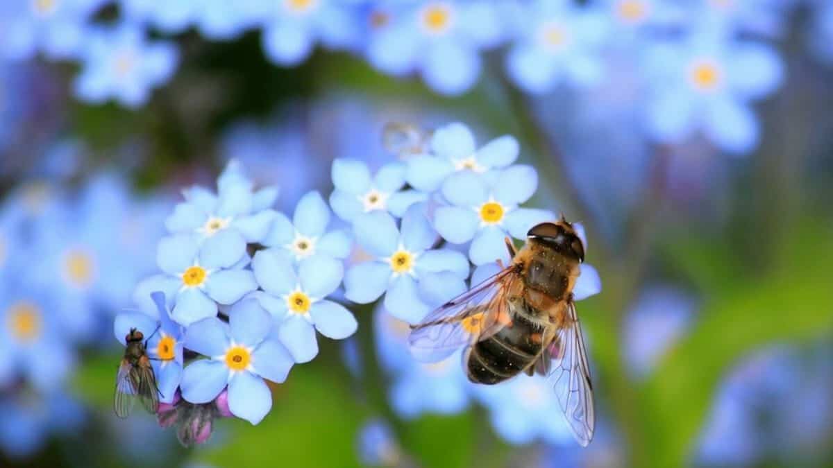 Conecta con la Naturaleza con iNaturalist