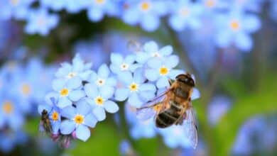 Conecta con la Naturaleza con iNaturalist