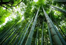 ¿Será el bambú la nueva fuente de energía renovable?