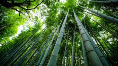 ¿Será el bambú la nueva fuente de energía renovable?
