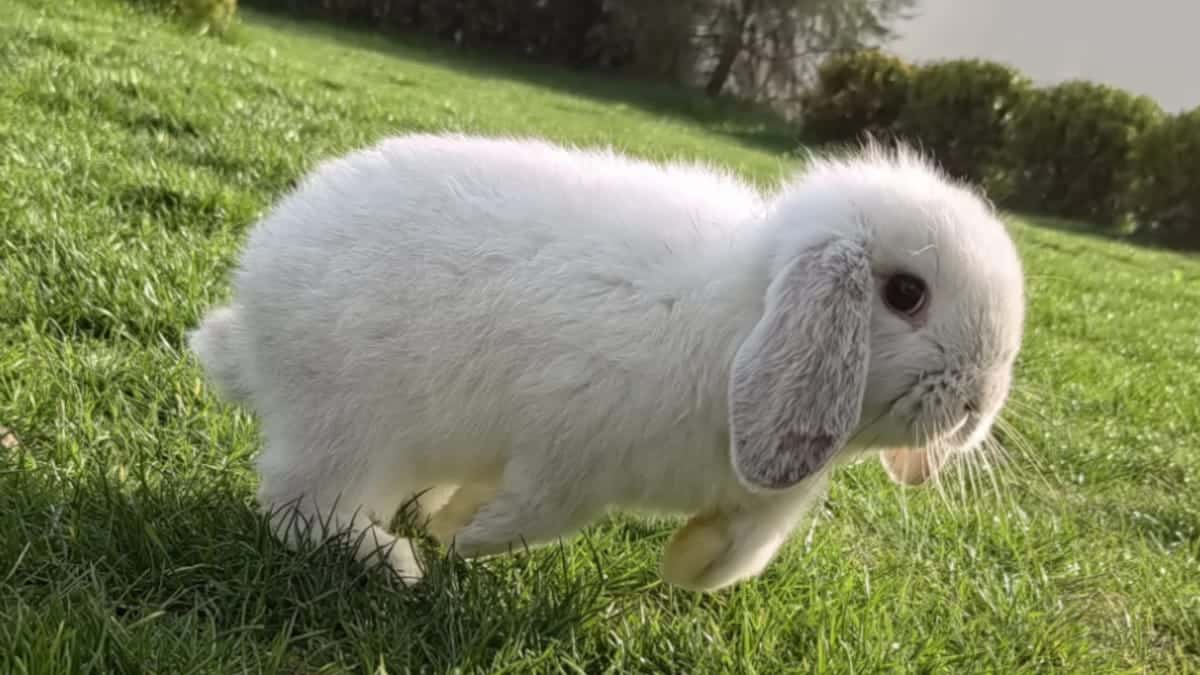 Cómo acompañar mejor a sus mascotas