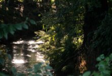 Pexels, para conseguir fotos gratis de alta calidad