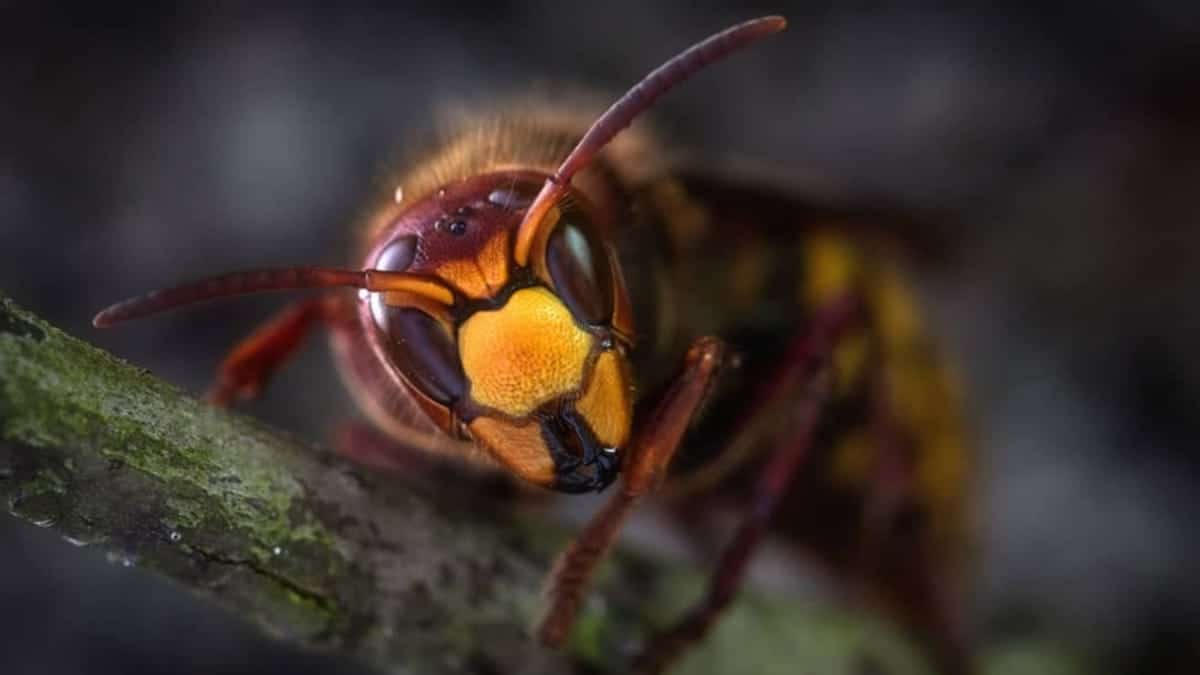 Utilizar el veneno de avispas para eliminar bacterias