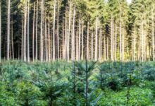 Las mejores prácticas de silvicultura sostenible en las nuevas tecnologías