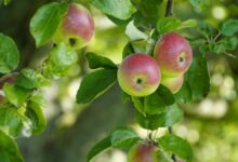 Las manzanas y su influencia en la Física