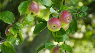 Las manzanas y su influencia en la Física