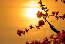 Cómo obtener fotos, vídeos y más gratis
