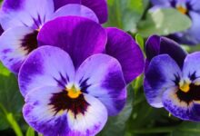 Utilizar la cámara del móvil para identificar plantas
