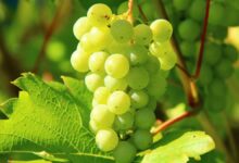 Comer uvas produce grandes beneficios