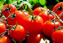 Algunos alimentos para vivir más años