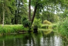 La biosfera como parte esencial de la Tierra