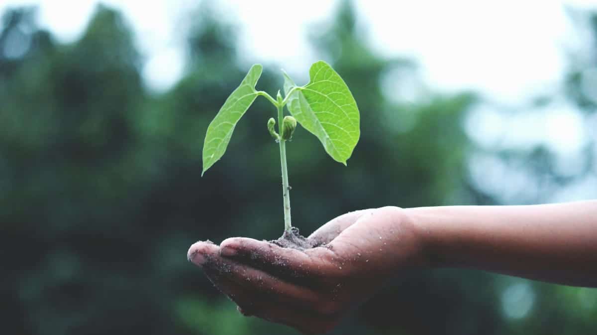 La Tierra y la producción primaria