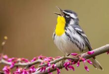 Cómo identificar las aves que ves o escuchas