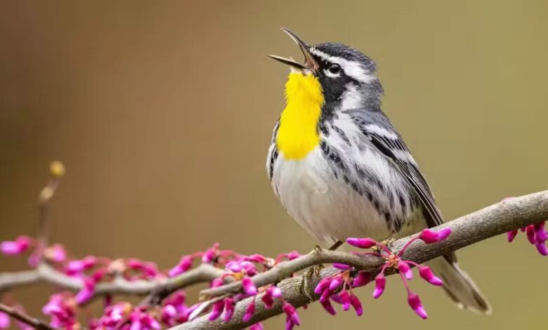 Cómo identificar las aves que ves o escuchas