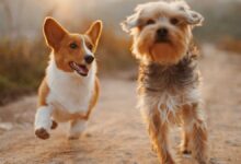 Interacciones del CBD con medicamentos veterinarios