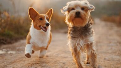 Interacciones del CBD con medicamentos veterinarios