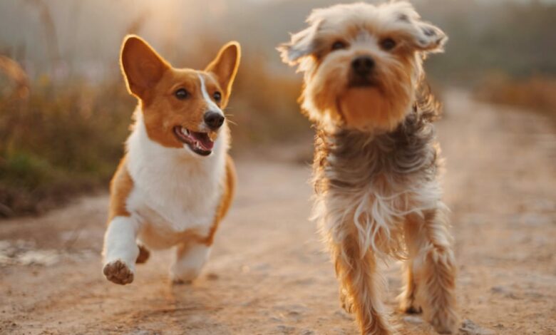 Interacciones del CBD con medicamentos veterinarios