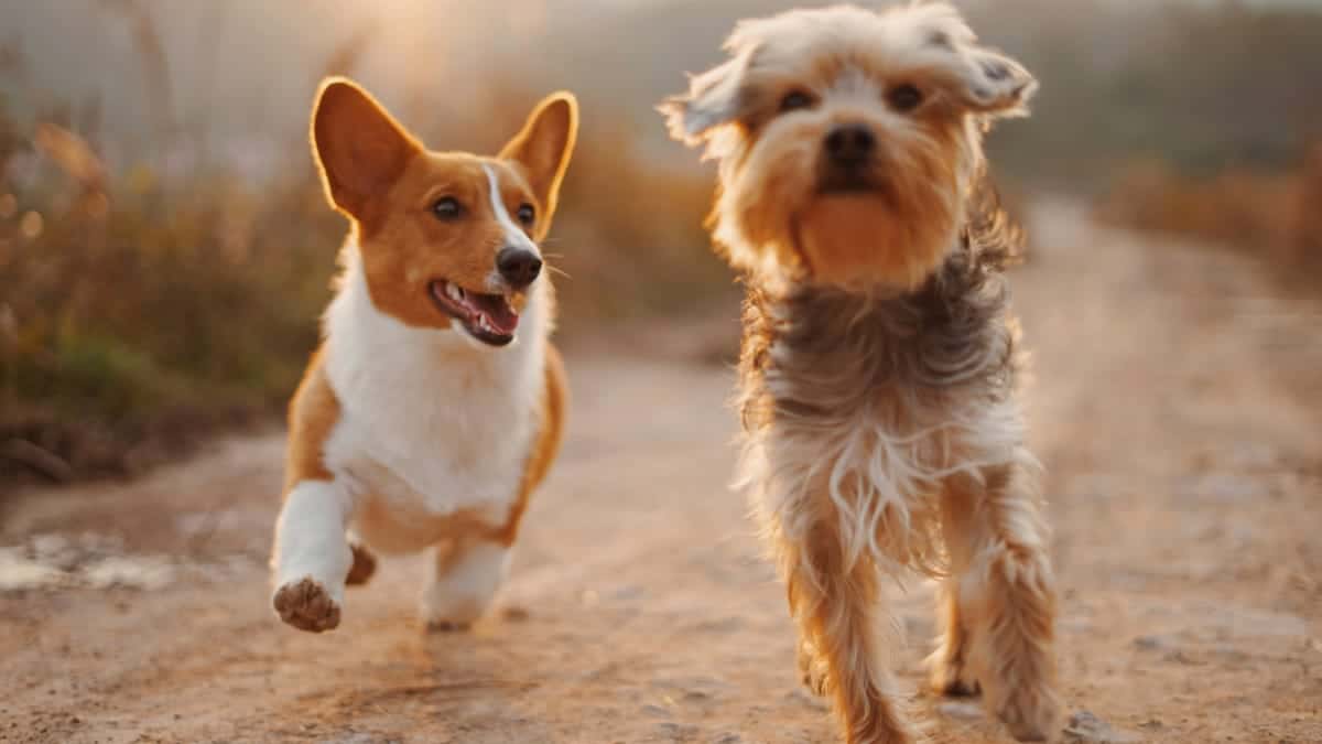 Interacciones del CBD con medicamentos veterinarios