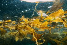 Las algas marinas son fundamentales para mantener un planeta sostenible