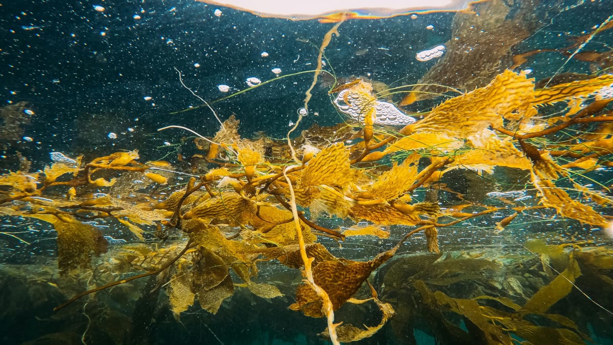 Las algas marinas son fundamentales para mantener un planeta sostenible
