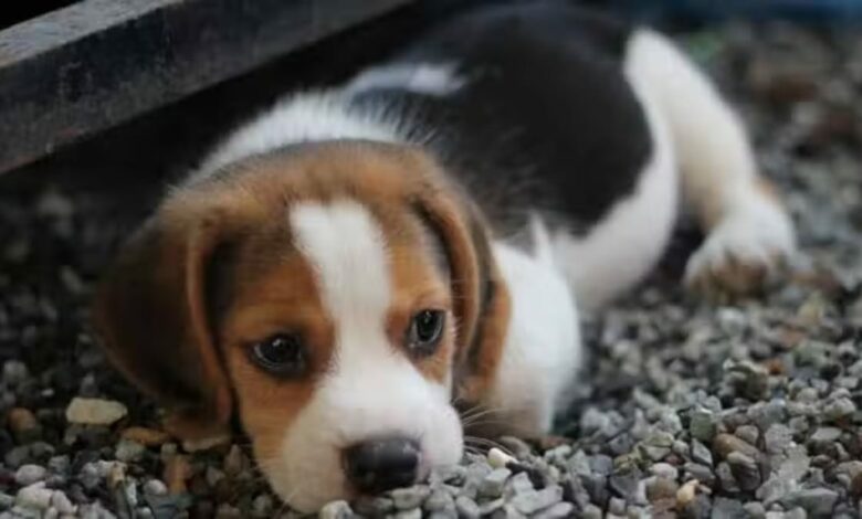 Acariciar y mimar a mascotas contribuye a la disminución del estrés