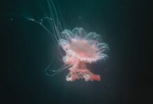 Científicos dicen que se podrán almacenar datos digitales en el ADN