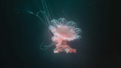 Científicos dicen que se podrán almacenar datos digitales en el ADN