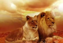 Diferencias entre los seres vivos y los inertes