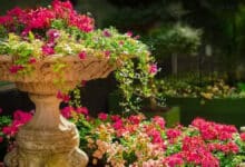 Juego para colorear y dar vida a la imaginación