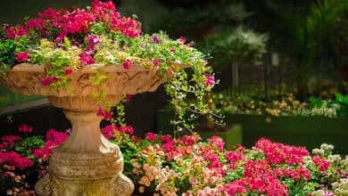 Juego para colorear y dar vida a la imaginación