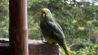 Conseguir que tus fotos rocen la perfección