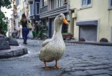 DuckDuckGo, el buscador que no muestra por defecto resultados generados con IA