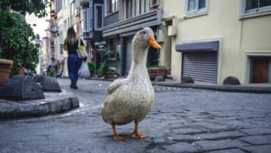 DuckDuckGo, el buscador que no muestra por defecto resultados generados con IA
