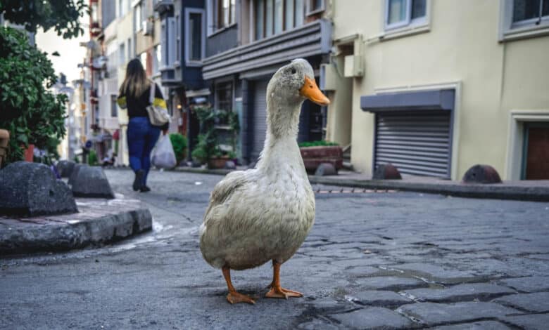 DuckDuckGo, el buscador que no muestra por defecto resultados generados con IA