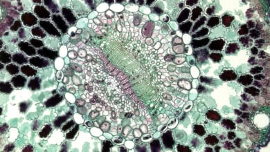 Para vencer el Alzheimer se ha encontrado un nueva molécula