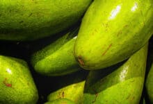Tomar un aguacate al día es ideal para las personas obesas