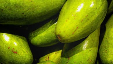 Tomar un aguacate al día es ideal para las personas obesas
