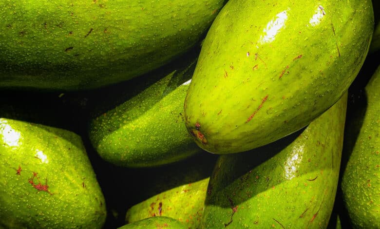 Tomar un aguacate al día es ideal para las personas obesas