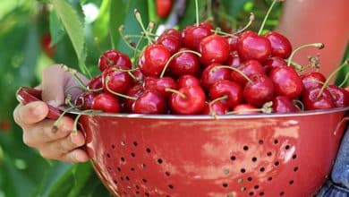 Las cerezas oscuras dulces tienen un efecto anticancerígeno
