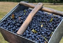 Las mejoras que trae consigo el consumo de arándanos